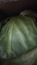 高原夏菜新鲜包菜卷心菜绿甘南菜甘蓝圆白菜时令蔬菜健康营养早餐 1.5斤-2斤高端标准菜 实拍图