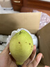 京鲜生 新疆库尔勒香梨 净重10斤 一级 单果100-120g 生鲜水果 实拍图