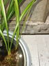 劉閣蘭花四季素心大凤素夏带花苞出售有香味的花苗室内阳台绿植物花卉盆栽 2苗连体裸根 实拍图
