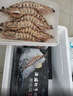 哆鲜生 海捕竹节虾 野外生长活冻国产斑节虾大花对虾九节竹节鬼虾虾类 竹节虾 特大号 5-6条 300g(净重) 实拍图