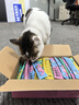多特思猫零食猫条混合口味15g*100支0肉粉0诱食剂成幼猫咪鱼油罐头湿粮 实拍图
