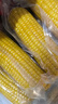 十月稻田 黄甜糯玉米 8根 3.52斤 真空包装 东北粘玉米棒 低脂早餐 实拍图