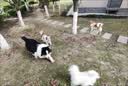 优佰狗粮泰迪比熊博美雪瑞纳5斤成犬幼犬通用型小型犬专用美毛正品 已第2包半价，泰迪粮2包共10斤 实拍图