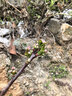 中梦海棠花盆栽树苗老桩长寿冠阳台庭院花卉绿植物盆景 西府海棠5年大苗 【1棵装】 不含盆 实拍图