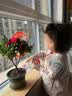 杜鹃花四季开花杜鹃盆栽杜鹃花苗阳台客厅带花苞懒人花卉 1盆【原土原盆】+1加仑盆 实拍图