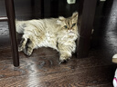 顽皮（Wanpy）欧一吸猫条猫零食馋嘴猫条猫咪营养条幼猫 流质零食猫湿粮 混拼口味50条装【囤货装】 实拍图