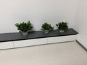 双盟绿萝盆栽除甲醛花卉绿植办公室新房净化空气180加仑4盆装源头直发 实拍图