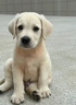 宁宠 拉布拉多犬拉布拉多幼犬拉不拉多宠物狗狗活体小狗崽导盲犬 混血级 随机 实拍图