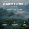 勐伦仓2019年普洱生茶西双版纳干仓陈化攸乐乔木古树口粮茶饼357g 实拍图