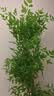 临雅南天竹仿真绿植室内大型盆栽高端轻奢假花树客厅仿生植物落地摆件 【优选】1.8米丨四杆+白圆柱盆 实拍图