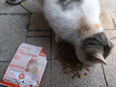 猫条猫咪零食成猫湿粮营养条幼猫猫零食猫罐头新鲜即食猫粮猫主食 三文鱼（80%鲜肉含量） 10只 实拍图