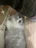 鲜朗冻干猫零食猫咪幼猫成猫营养鸡肉粒鸡胸肉非猫粮冻干零食 鸡鸭猪混合3包【囤货装 共170g】 实拍图