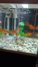 森森 超白玻璃智能桌面鱼缸一体缸自循环HE-480 实拍图