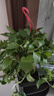 双盟绿萝盆栽除甲醛花卉绿植办公室新房净化空气160红2盆源头直发 实拍图