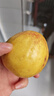 京觅福建奶油芭乐 番石榴 单果150g起 净重4.5斤装 源头直发包邮 实拍图
