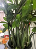 九千谷植物支撑架支撑支架园艺花架阳台爬藤护叶半圆35*70CM 2对装8373 实拍图