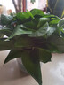 双盟绿萝盆栽除甲醛花卉绿植办公室新房净化空气180加仑1盆装源头直发 实拍图