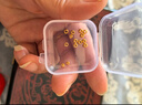 洲足金999金珠黄金小金珠金豆古法金珠DIY配件散珠隔珠路路通转运珠 3mm金珠  合单满 0.16g 包邮 单颗约0.02g 实拍图