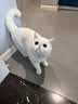 富美内特（FURminator）长毛猫咪狗狗排梳不锈钢宠物美容针梳开结顺毛梳小号 实拍图