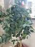 盆栽茶花苗 四季香妃茶花盆栽带花苞浓香型庭院室内好养五色赤丹树苗花卉植物 精品五色茶花 2年苗 实拍图