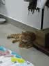 pidan基础猫粮 鸡肉款 1.7kg款2包装 实拍图
