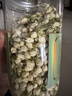 同仁堂特级茉莉花茶花苞茶叶新花干花蕾花草茶滋补养生茶50g 实拍图