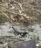 咖啡豆高硼硅储物罐防潮密封罐相思玻璃厨房收纳木盖茶叶罐食品级 自动排气900ML【两只装】 900ml 2个 实拍图