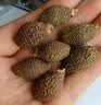 九芝堂胖大海50g咽喉肿痛天然润喉饮品泡茶饮片养生茶礼盒 实拍图