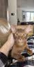 欢宠网猫窝狗窝冬季保暖封闭式窝冬天猫屋猫房子猫咪狗狗睡觉垫宠物通用 实拍图