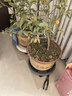漫生活 花托万向轮花盆托盘 外径400mm内径365mm加厚移动底盘塑料花盆托 实拍图