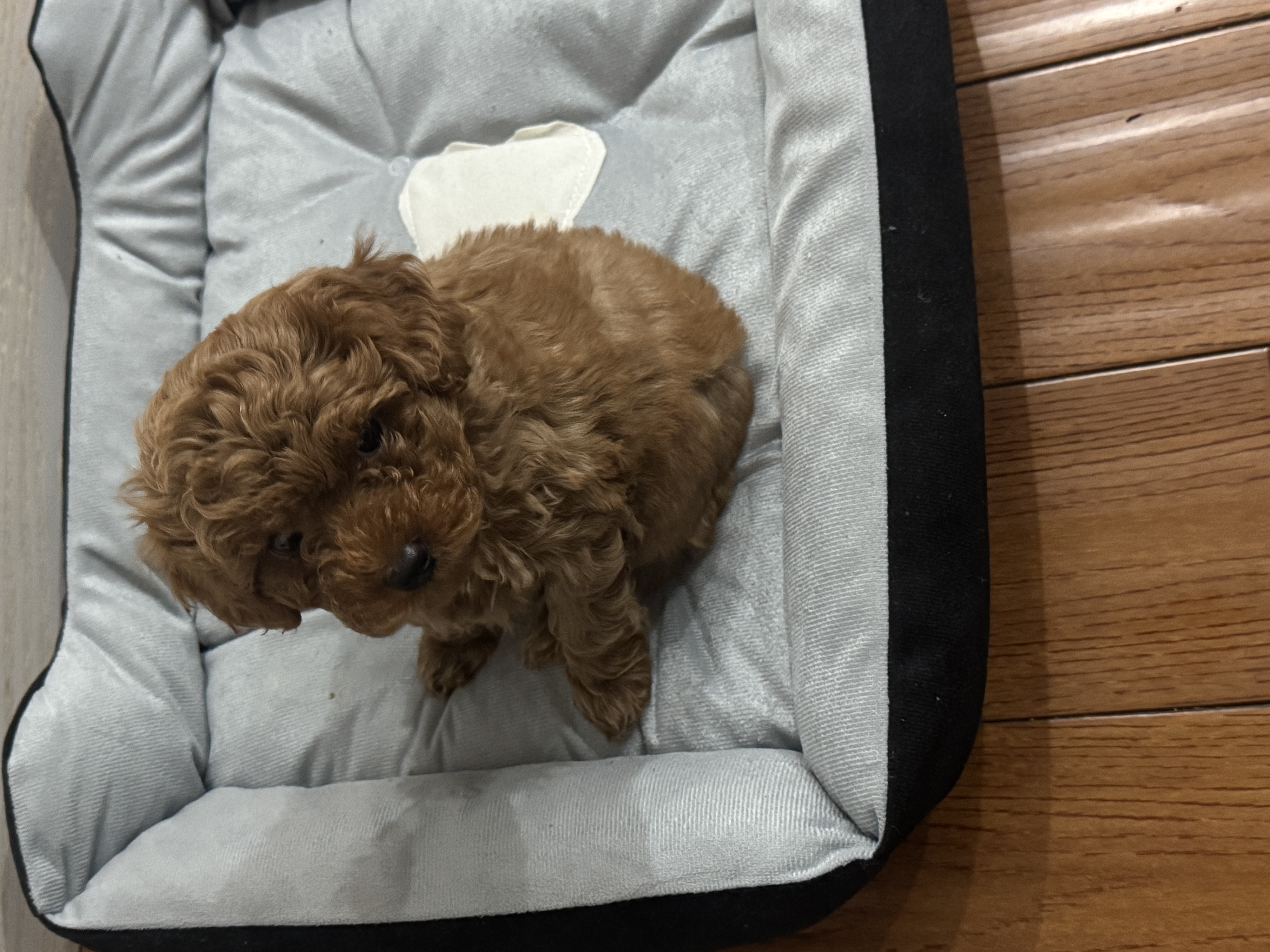 萌嘟星宠宠物猫狗窝小型犬猫咪睡垫四季通用幼犬泰迪狗垫子 S号 实拍图