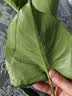 龟背竹水培植物室内好养绿植老桩客厅大叶盆栽除甲醛富贵竹天堂鸟 精品龟背竹60-70cm1颗（不含瓶）+营养液 不含盆 实拍图