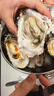 贝司令 鲜活乳山生态生蚝4XL 净重9斤 17-23只 生鲜源头直发年货送礼 实拍图