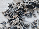 富昌 东北秋木耳138g 无根肉厚小秋耳片耳煲汤凉拌火锅材料特产干货 实拍图