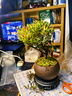 八芽 小叶赤楠盆景摆件室内绿植花卉盆栽老桩客厅办公室桌面好养植物 （【热销款】舍得紫砂盆赤楠+苔藓+底座） 实拍图