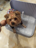 HELLOJOY狗狗厕所中小型犬防踩屎尿盆宠物用品小狗狗砂盆拉屎便盆专用大号 实拍图