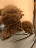 Petio日本Petio派地奥冻干宠物零食素食成犬幼犬老龄犬训练奖励零食 胡萝卜冻干20g×3包 实拍图