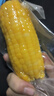 当季新货头茬东北黄甜糯玉米棒真空包装低脂黄糯大棒甜东北黏苞米 黑土地黄糯玉米【120-160克】1根 实拍图