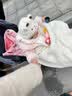 香影【猫猫绒】小香风圆领仿生皮草女2025冬季新款皮毛一体短外套 杏色 M 160/84A/95-110斤 实拍图
