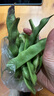 京鲜生山东新鲜油豆角1.8斤装新鲜蔬菜源头直发包邮 实拍图