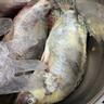 品鲜肴淡水鱼生态桂鱼鳜鱼鳌花鱼桂花季花鱼自然捕获鲜活现杀生鲜水产 净膛后400-450g/条【1斤活杀】 实拍图