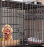 华美龙 狗笼子小型犬中型犬带厕所泰迪柯基比熊柴犬宠物狗窝室内狗围栏 【免安装】61*42*50（12斤内） 实拍图