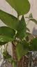 德沃多植物营养液小支通用水培花卉绿植花肥料土培园艺盆栽养花生根液 实拍图