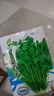 【限时优惠】随种随吃调料菜种子组合春季四季种耐热阳台盆栽蔬菜 小叶香菜种子2包约2000粒 一包约1000粒 实拍图