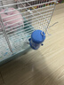派乐特 仓鼠水壶仓鼠饮水器喝水器龙猫滚珠荷兰猪豚鼠兔子用品喂水器 实拍图