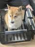 HOUYA宠物车载窝适用20斤内狗狗车载座椅猫狗车载垫前排安全座椅 实拍图