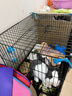 腆宠狗笼猫笼 狗笼子中小型犬带厕所幼犬狗窝猫笼子大号家用围栏兔笼 实拍图