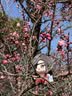 优衣库HEATTECH EXTRA WARM混纺圆领T恤/9分袖男装9%羊绒481441 481441/30浅米色 M 实拍图