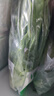 京鲜生 油麦菜 北京 600g 简装 新鲜蔬菜春节也送货 实拍图