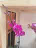 劉閣蘭花兰花盆栽室内客厅花卉绿植蝴蝶兰随机盲盒带花剑配瓷白盆源头直发 实拍图